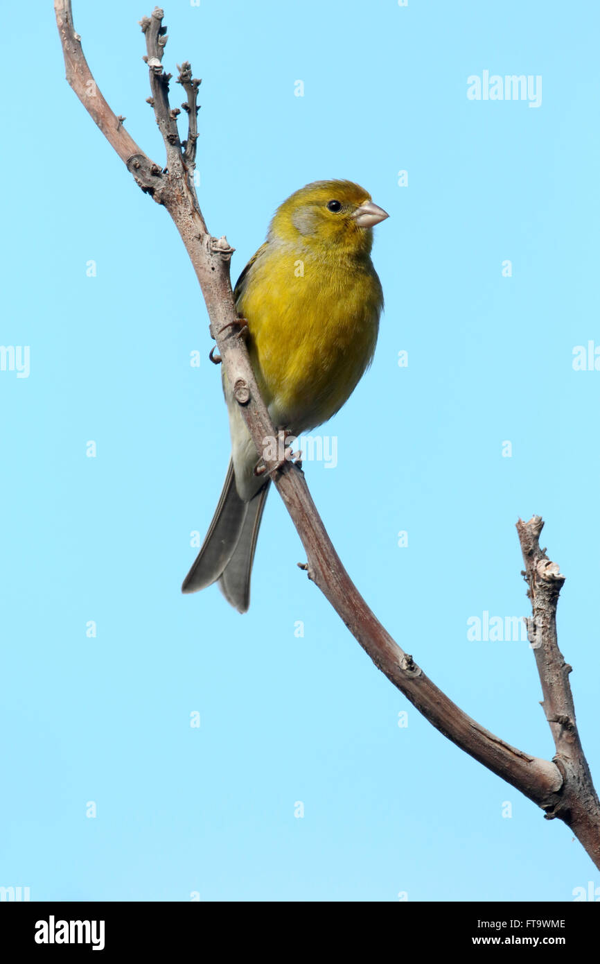 atlantic canary atlantic canary