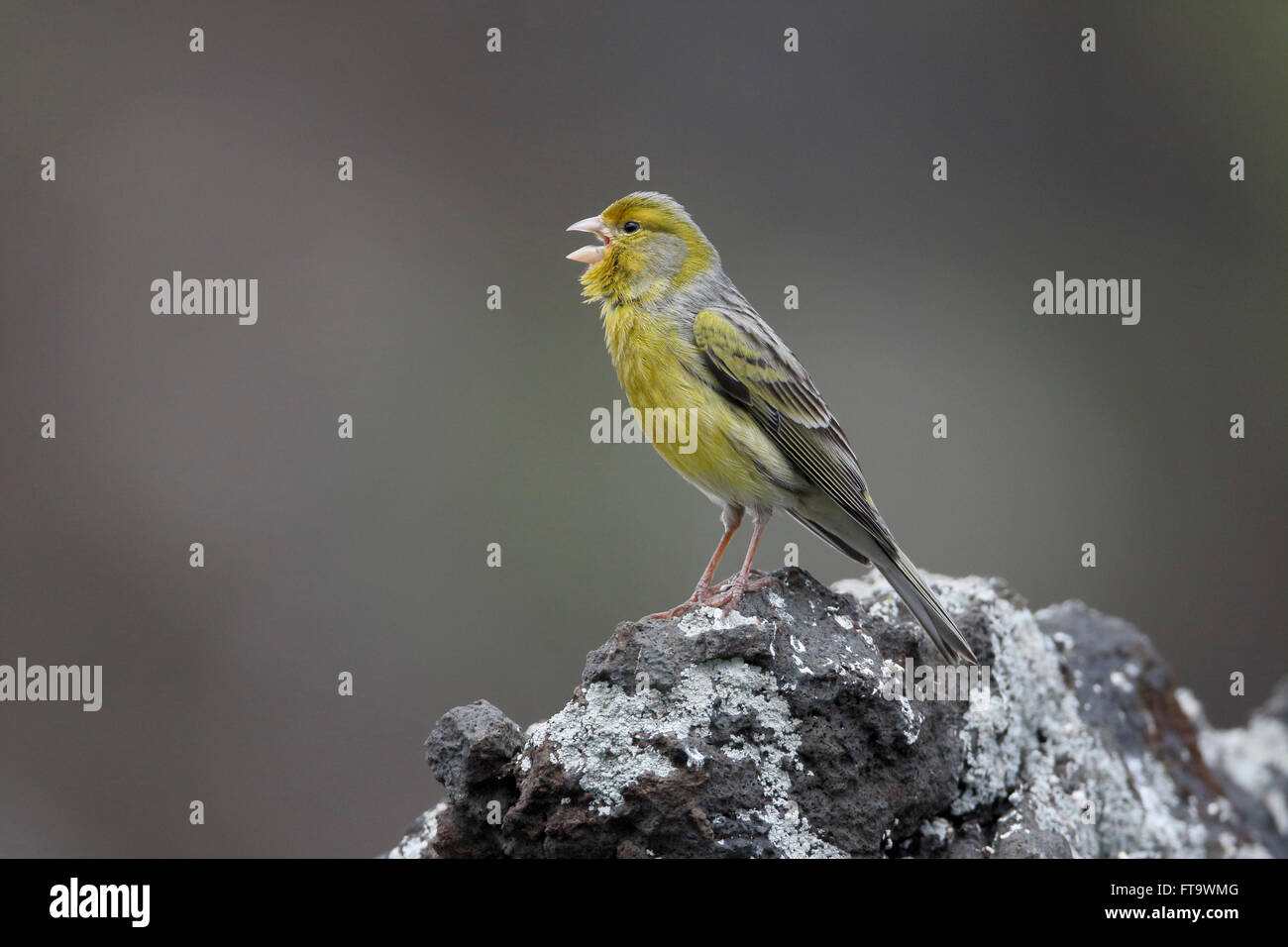 Atlantic canary, Serinus canaria, single bird on rock, Madeira, March 2016 Stock Photo