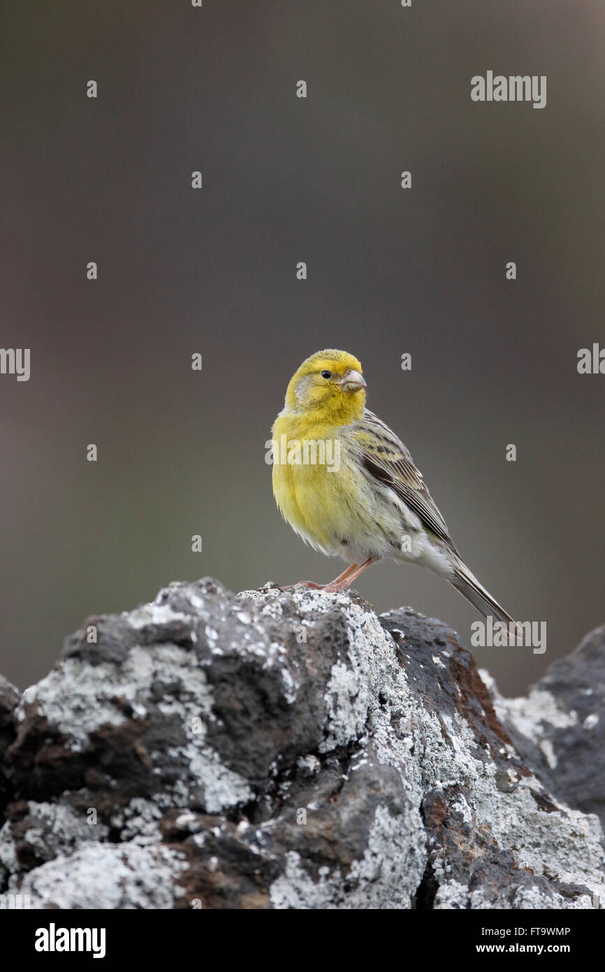 Atlantic canary, Serinus canaria, single bird on rock, Madeira, March 2016 Stock Photo