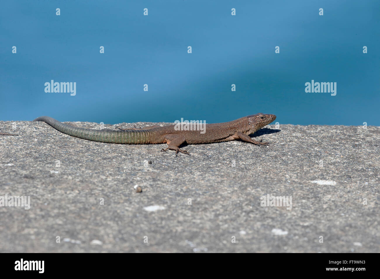 Madeira wall lizard, Lacerta dugesii, single animal on wall, Madeira, March 2016 Stock Photo
