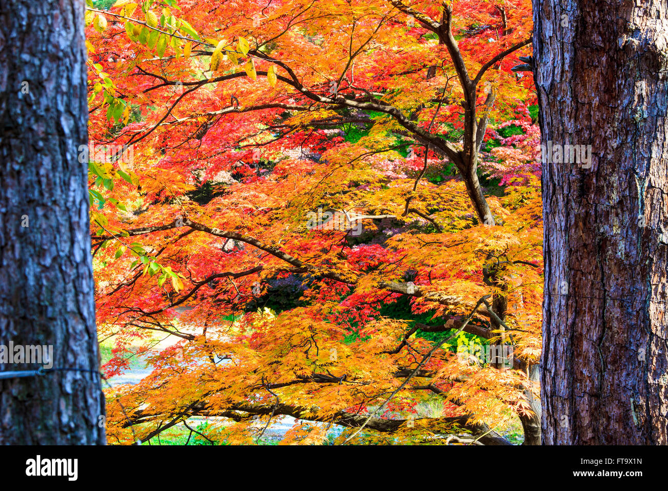 The maple leaf red autumn sunset tree blurred background Stock Photo ...