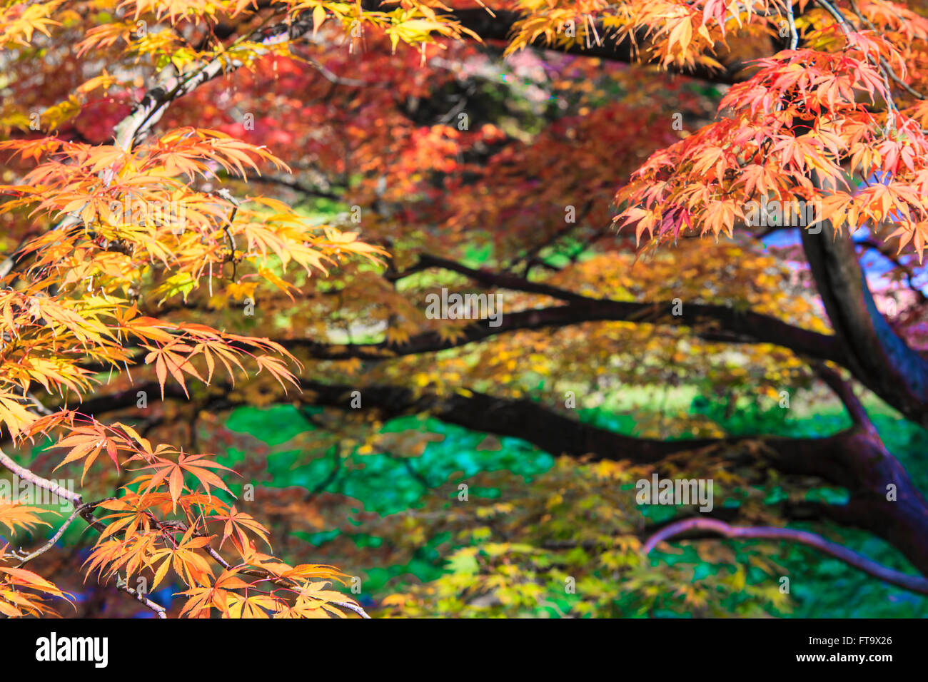 The maple leaf red autumn sunset tree blurred background Stock Photo ...