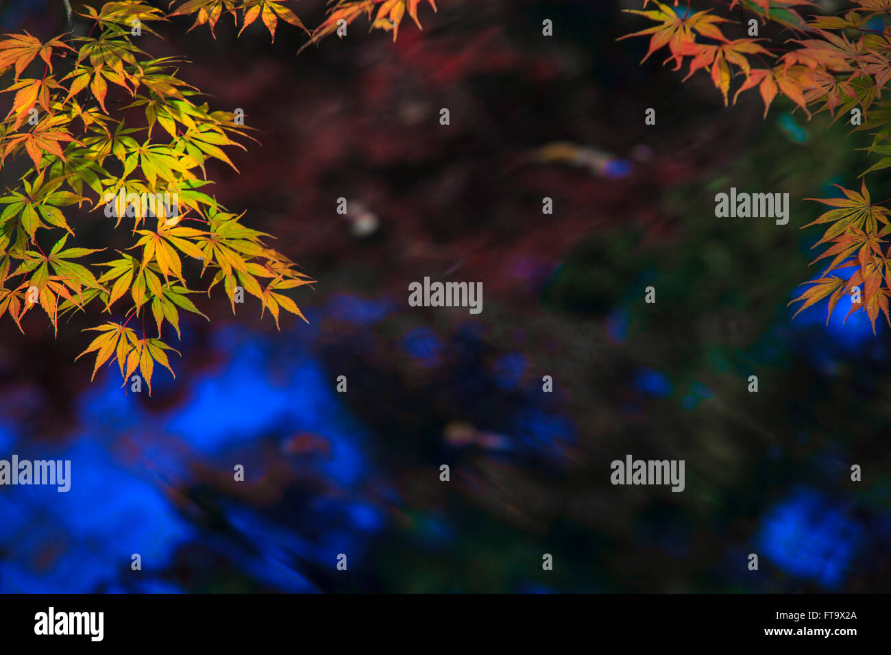 The maple leaf red autumn sunset tree blurred background Stock Photo ...