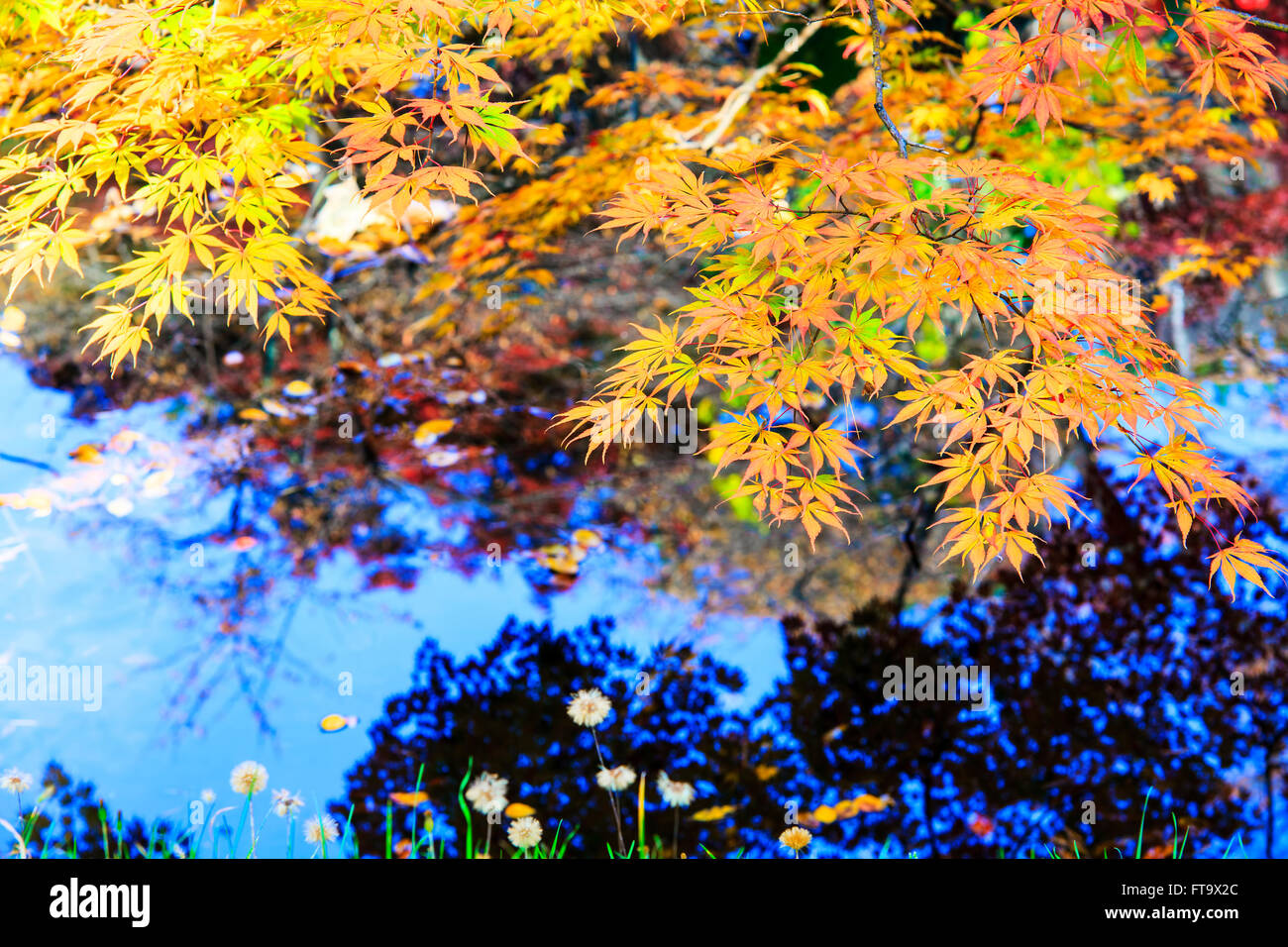 The maple leaf red autumn sunset tree blurred background Stock Photo ...