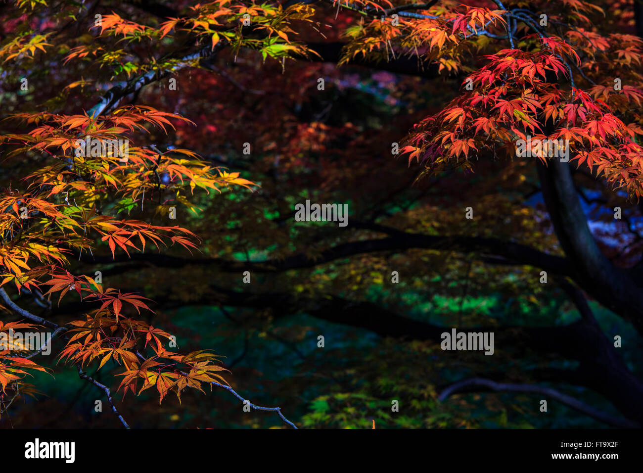 The maple leaf red autumn sunset tree blurred background Stock Photo ...
