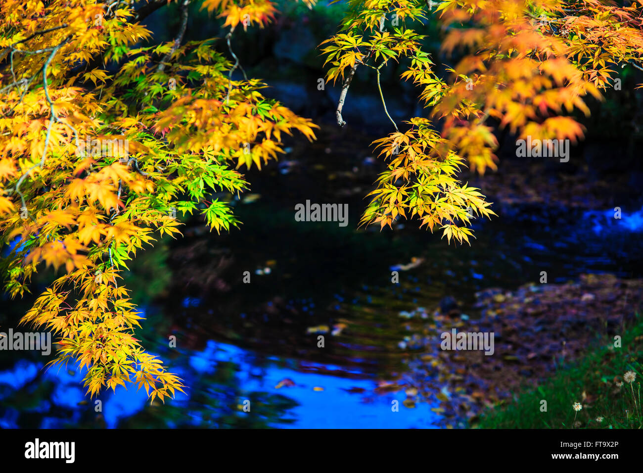 The maple leaf red autumn sunset tree blurred background Stock Photo ...