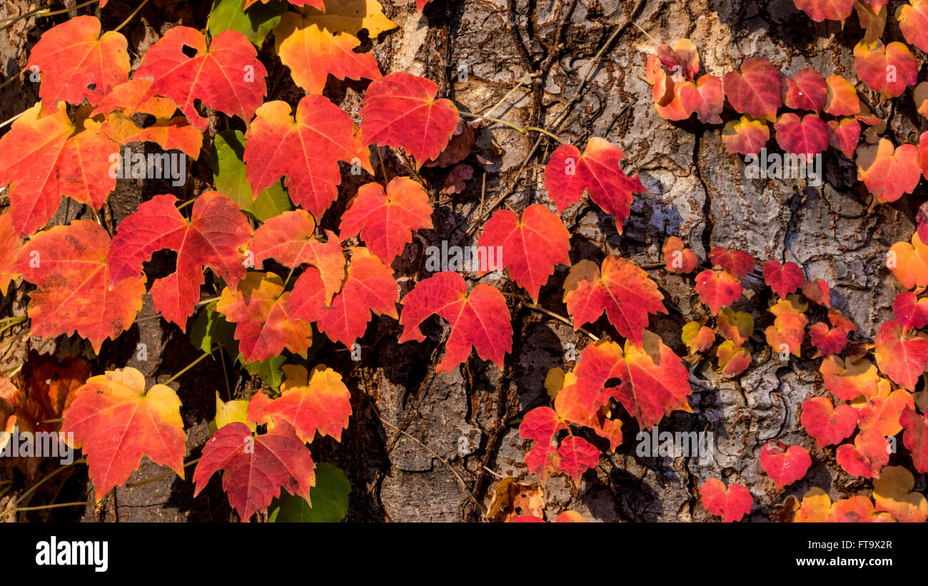 The maple leaf red autumn sunset tree blurred background Stock Photo ...