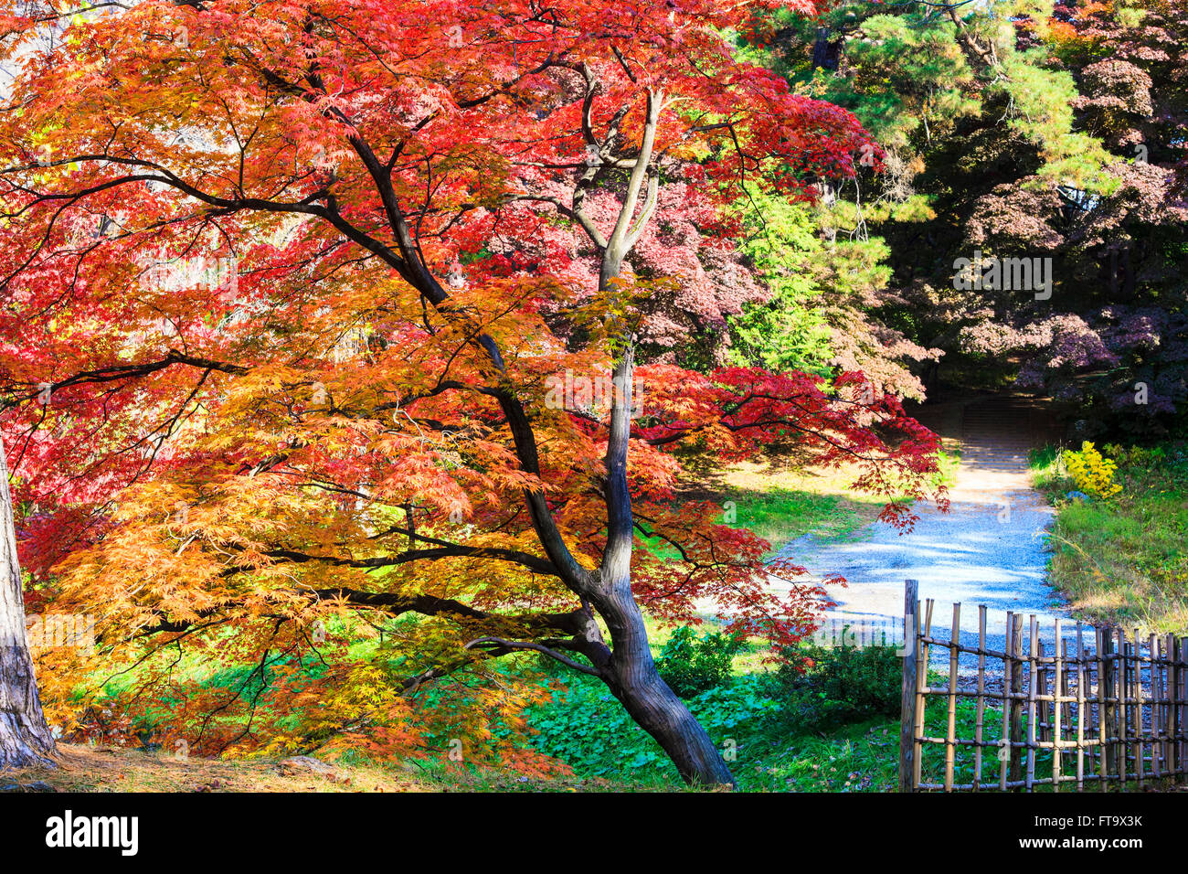 The maple leaf red autumn sunset tree blurred background Stock Photo ...