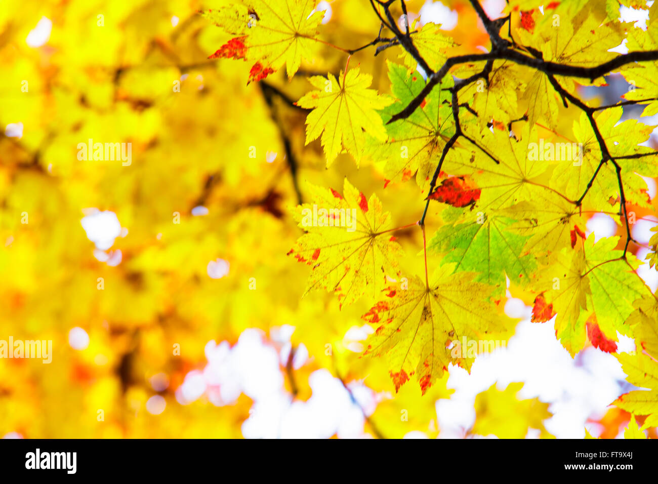 The maple leaf red autumn sunset tree blurred background Stock Photo ...