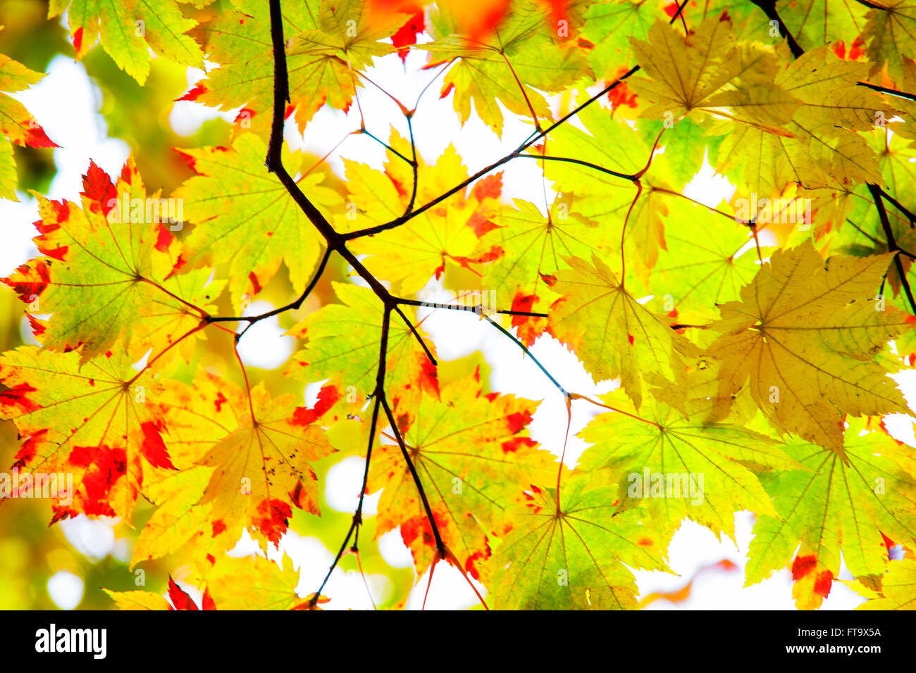 The maple leaf red autumn sunset tree blurred background Stock Photo ...