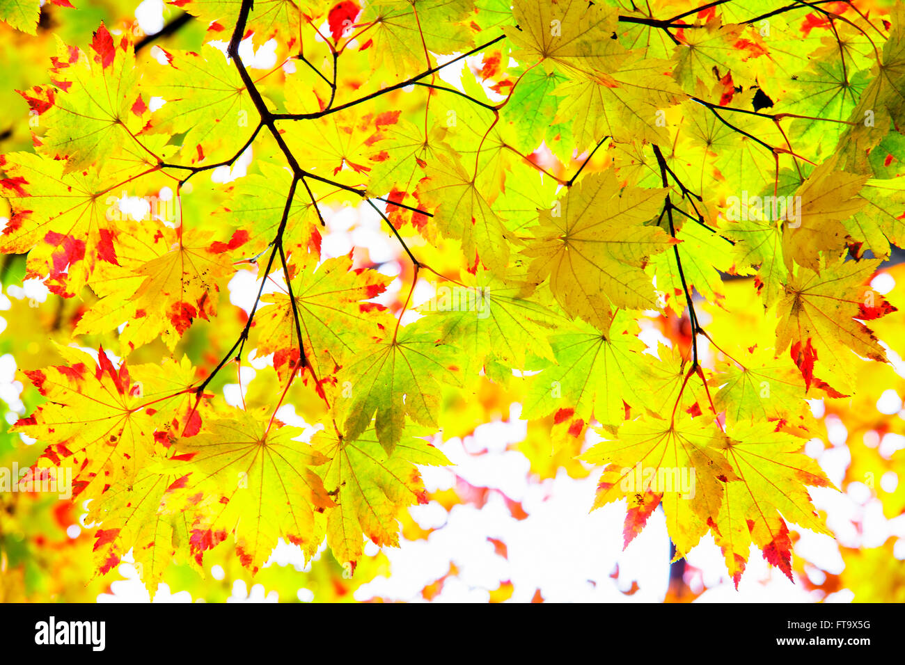 The maple leaf red autumn sunset tree blurred background Stock Photo ...