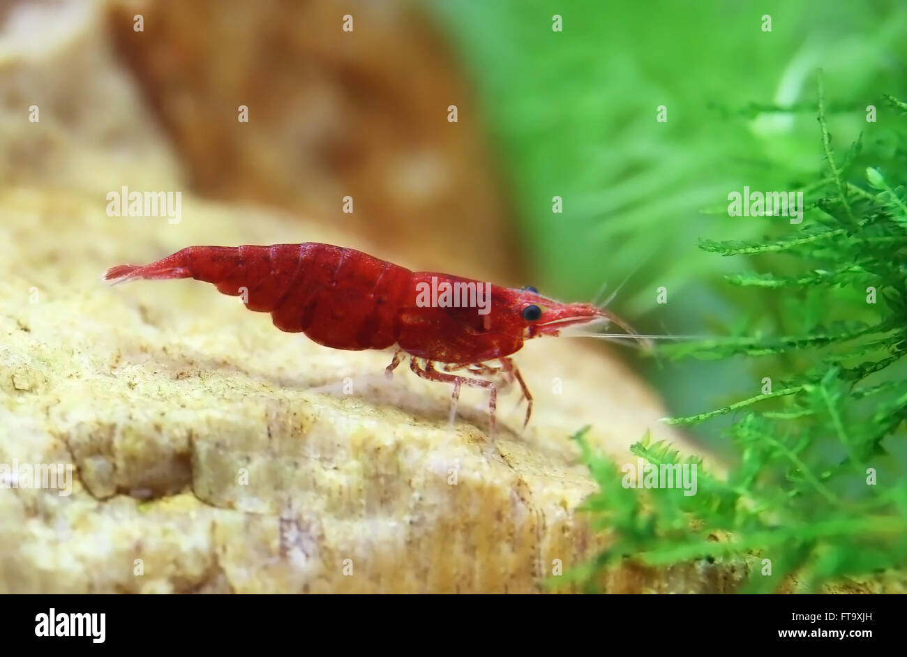 Female cherry shrimp in a planted aquarium Stock Photo