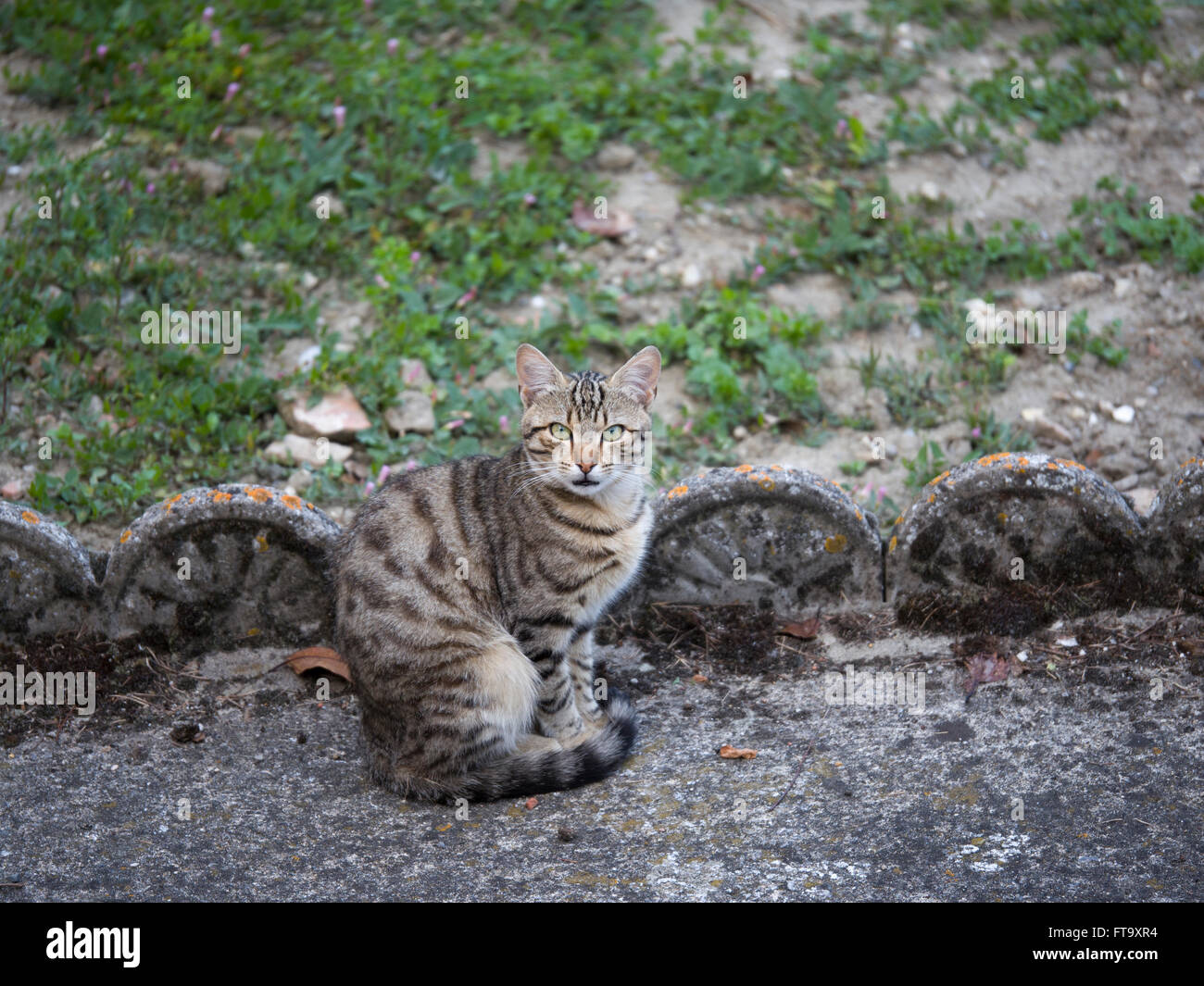 A tabby cat sits and stares at the camera Stock Photo - Alamy