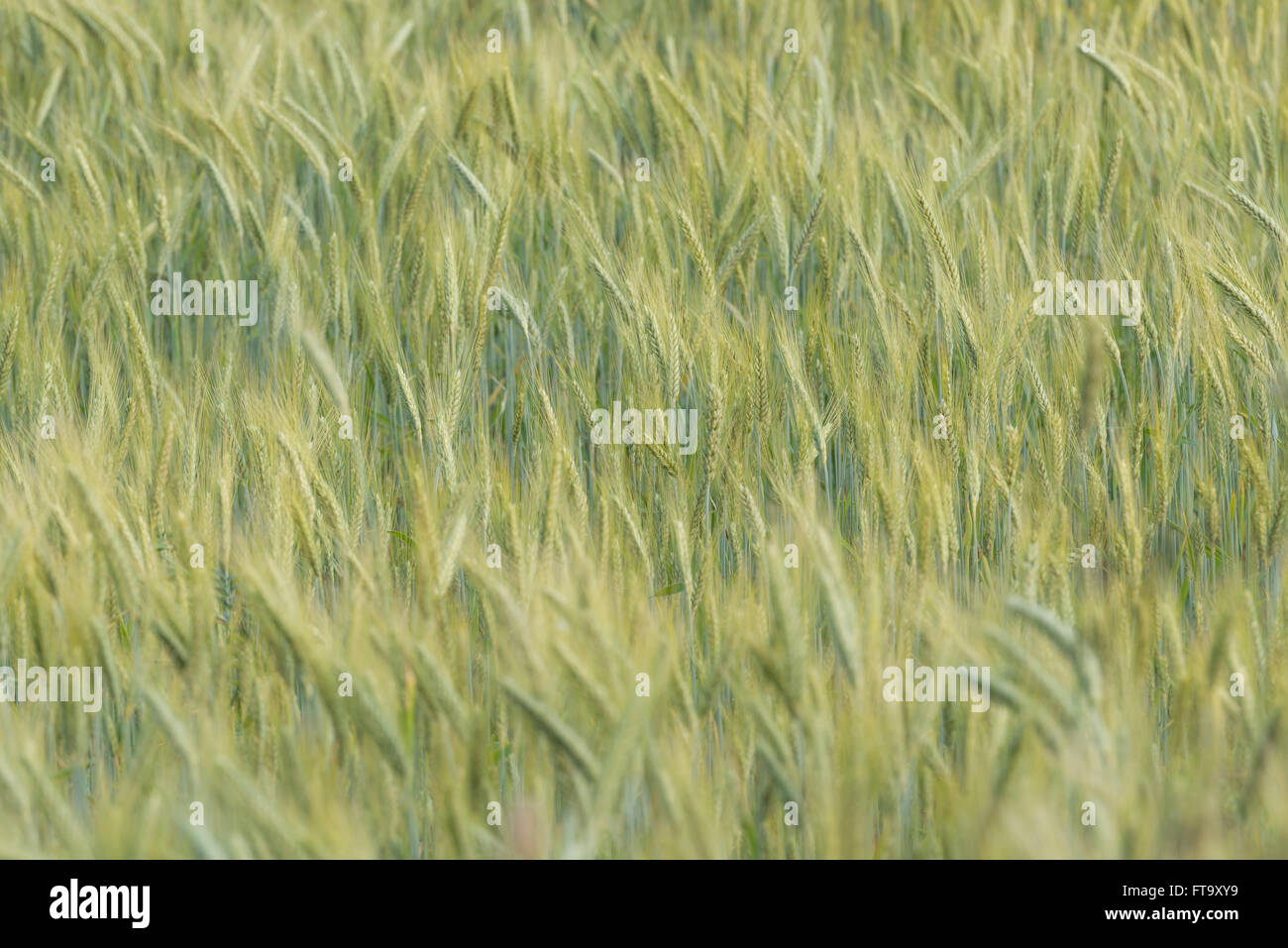 Rye field in the Achterhoek in the Netherlands Stock Photo