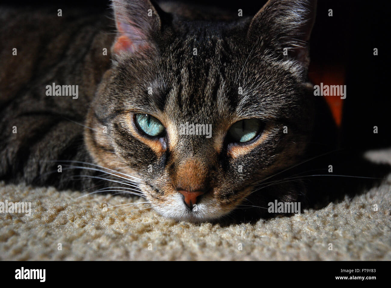 Tabby cat with green eyes laying in the sun looking bored Stock Photo ...
