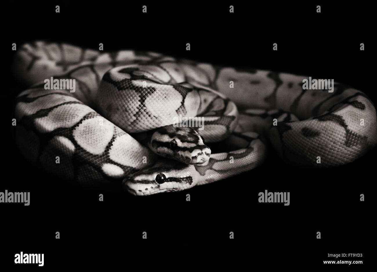 Ball Pythons- Black and White Stock Photo