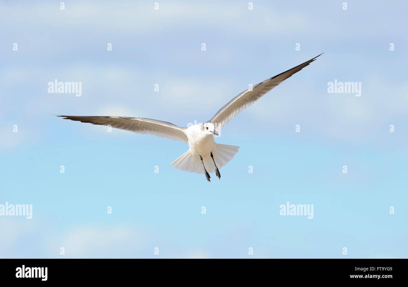 Beautiful flying bird hi-res stock photography and images - Alamy