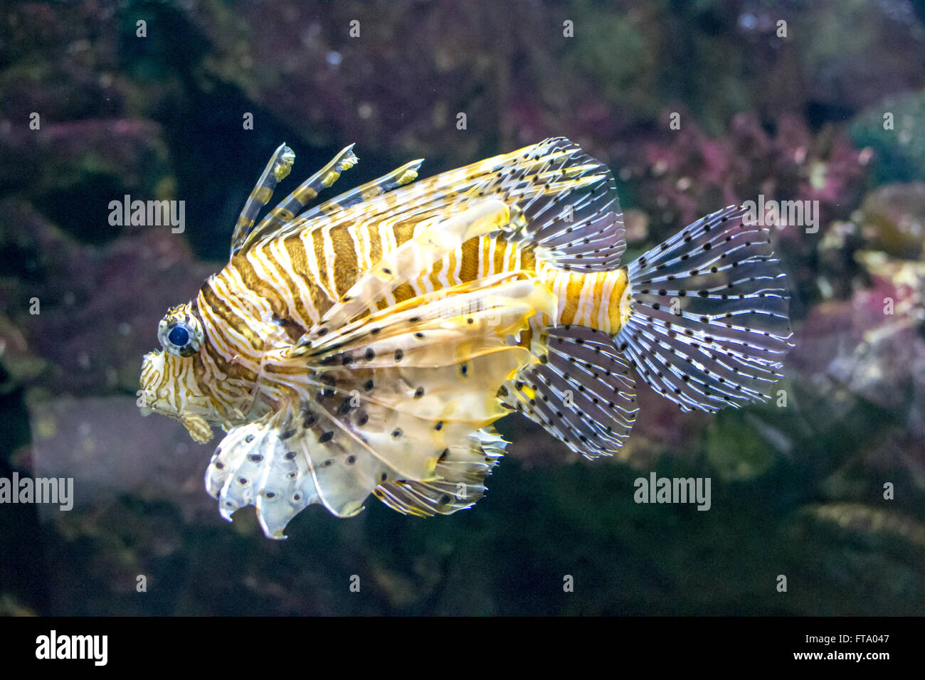 underwater below sea fish water animal reef climate Stock Photo - Alamy