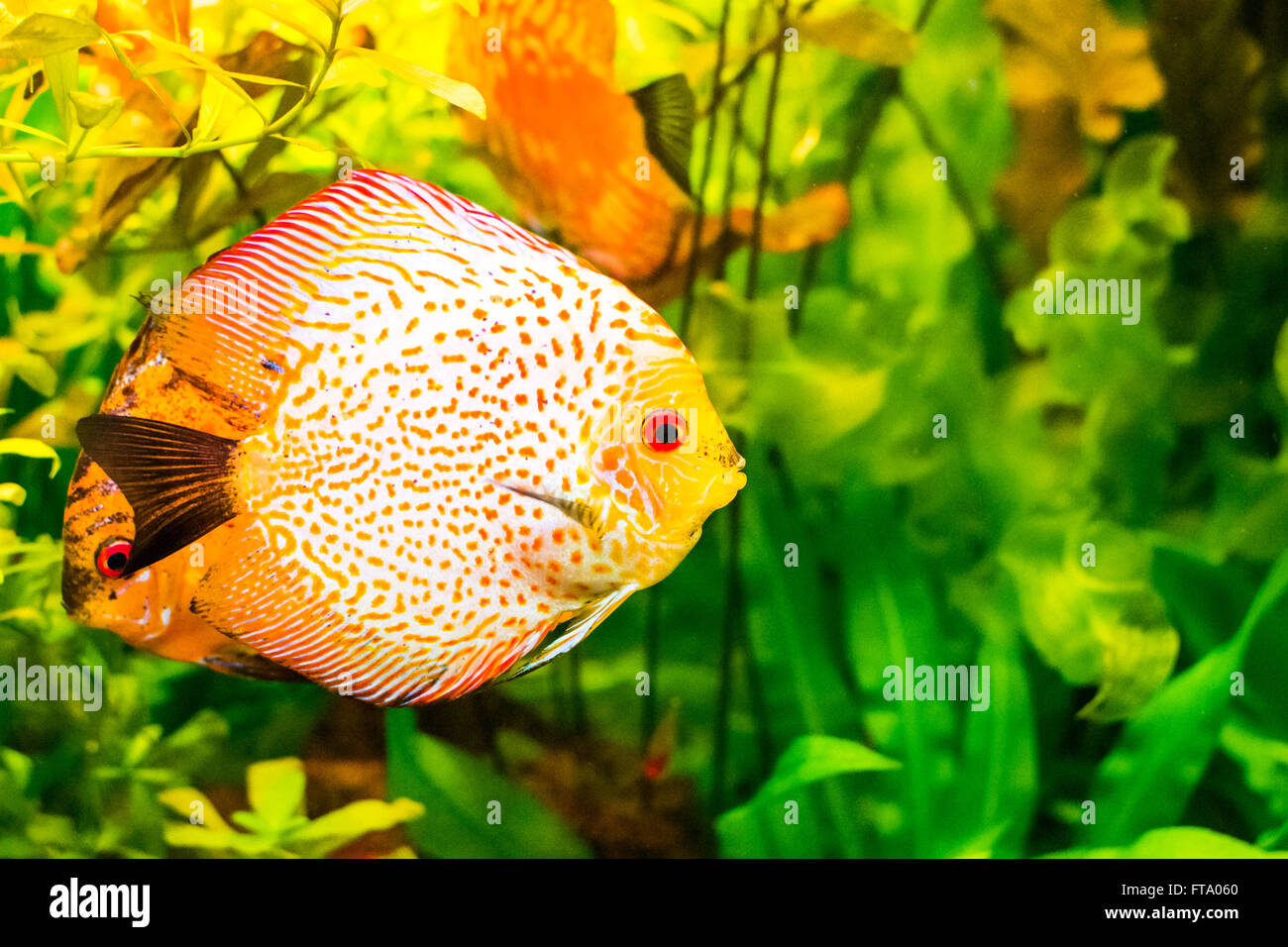 underwater below sea fish water animal reef climate Stock Photo Alamy