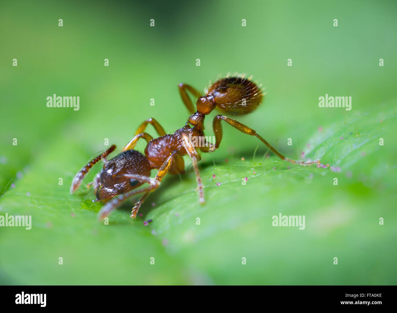 Ant feeding hires stock photography and images Alamy