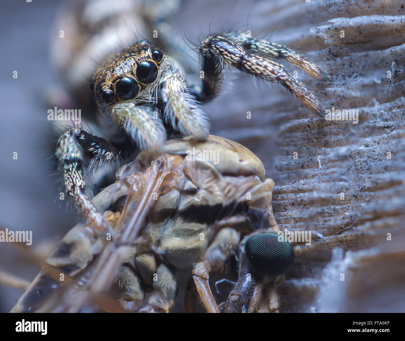Zebra jumping spider feeding on a flying harvestman Stock Photo Alamy