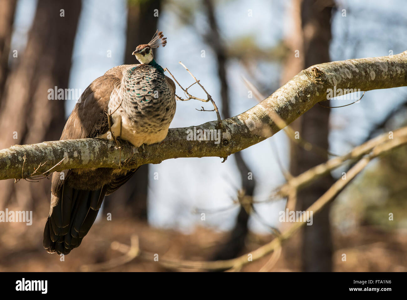 Beautiful peahen roosting in forest landscape Stock Photo