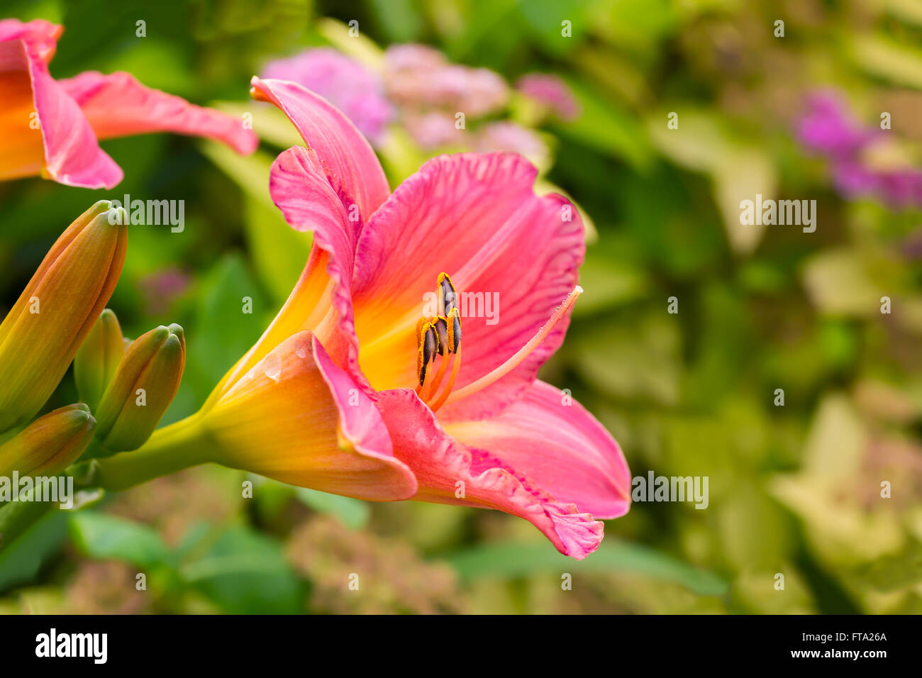 Daylilies found in the summer garden. Stock Photo