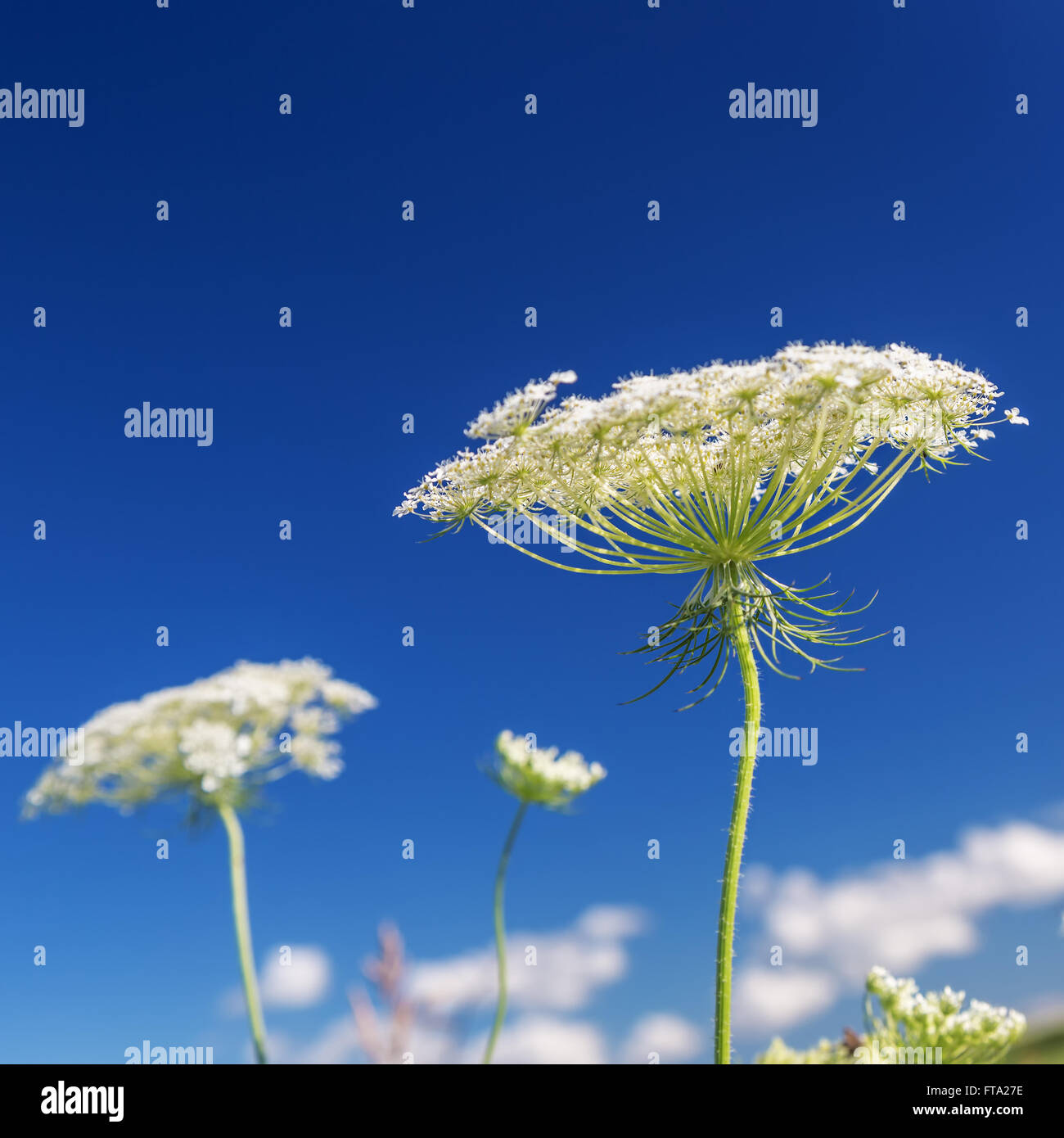 Queen Anne's Lace against a clear blue sky. Stock Photo