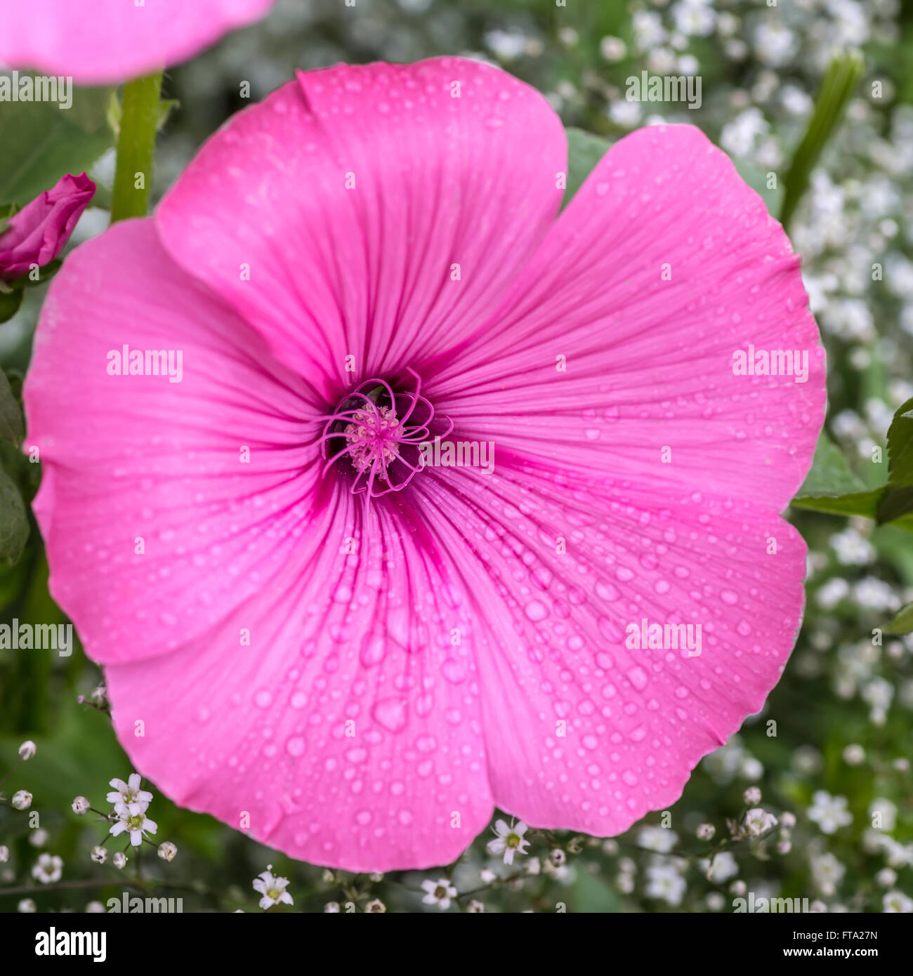 Lavetara or rose mallow with baby's breath in the summer garden. Stock Photo