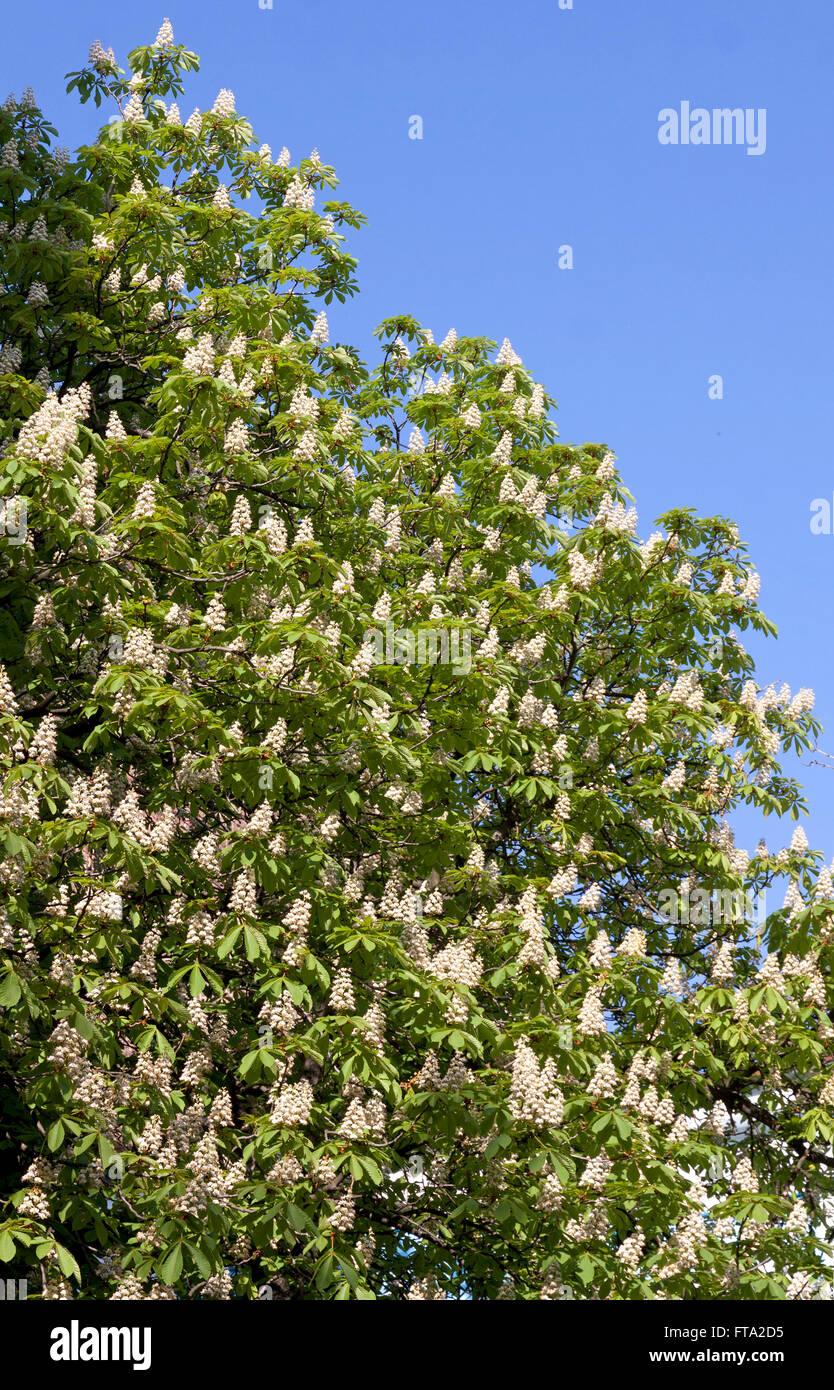 Chestnut Tree Branches High Resolution Stock Photography and Images - Alamy