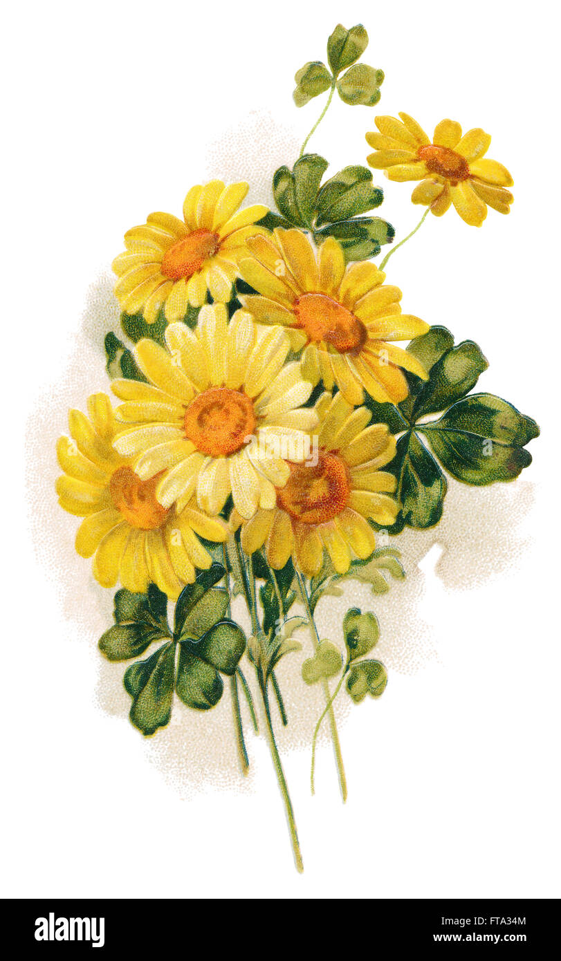 Colour illustration of a bouquet of yellow daisies with shadow (possibly marguerite daisy of the genus Argyranthemum). Stock Photo
