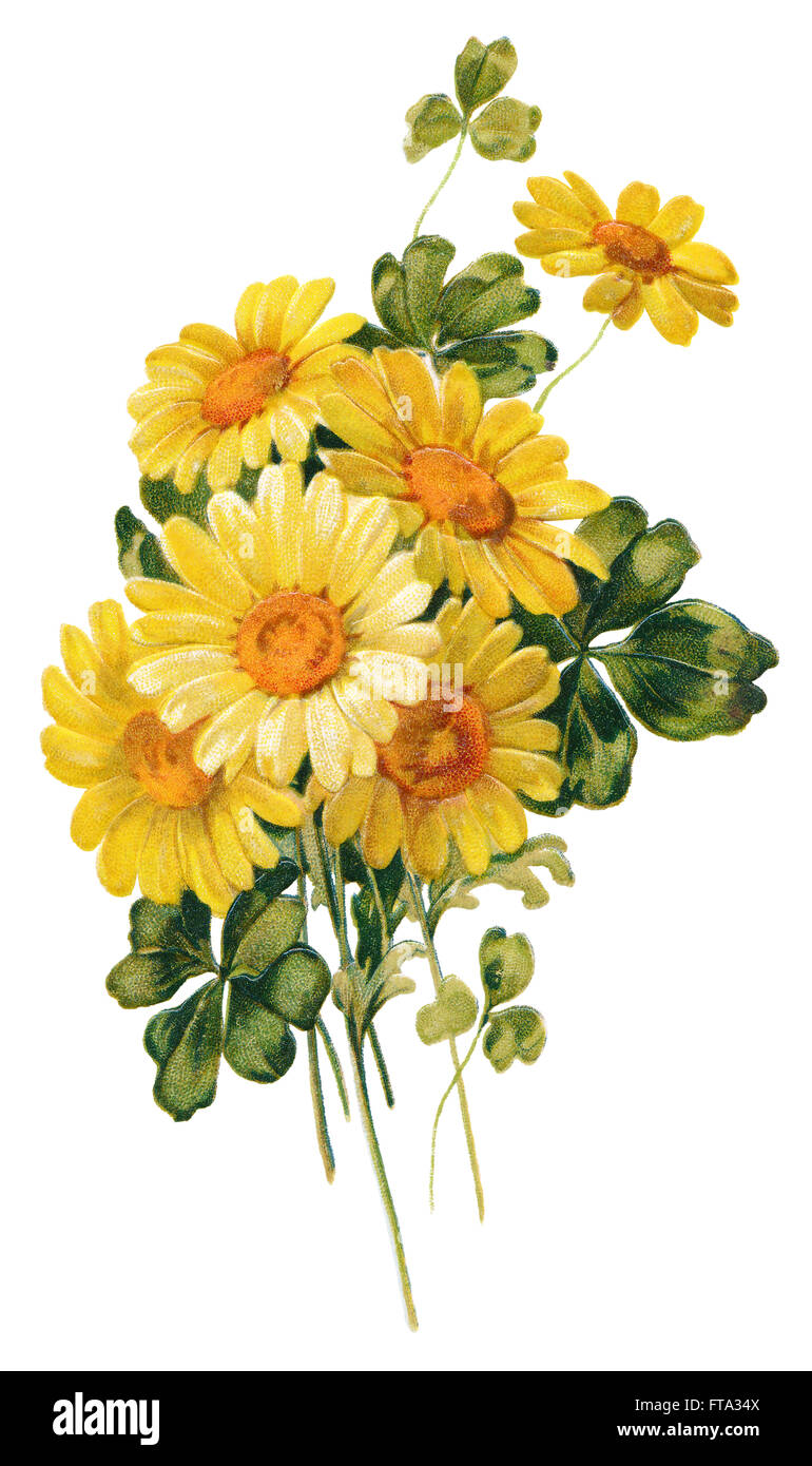 Colour illustration of a bouquet of yellow daisies (possibly marguerite daisy of the genus Argyranthemum). Stock Photo