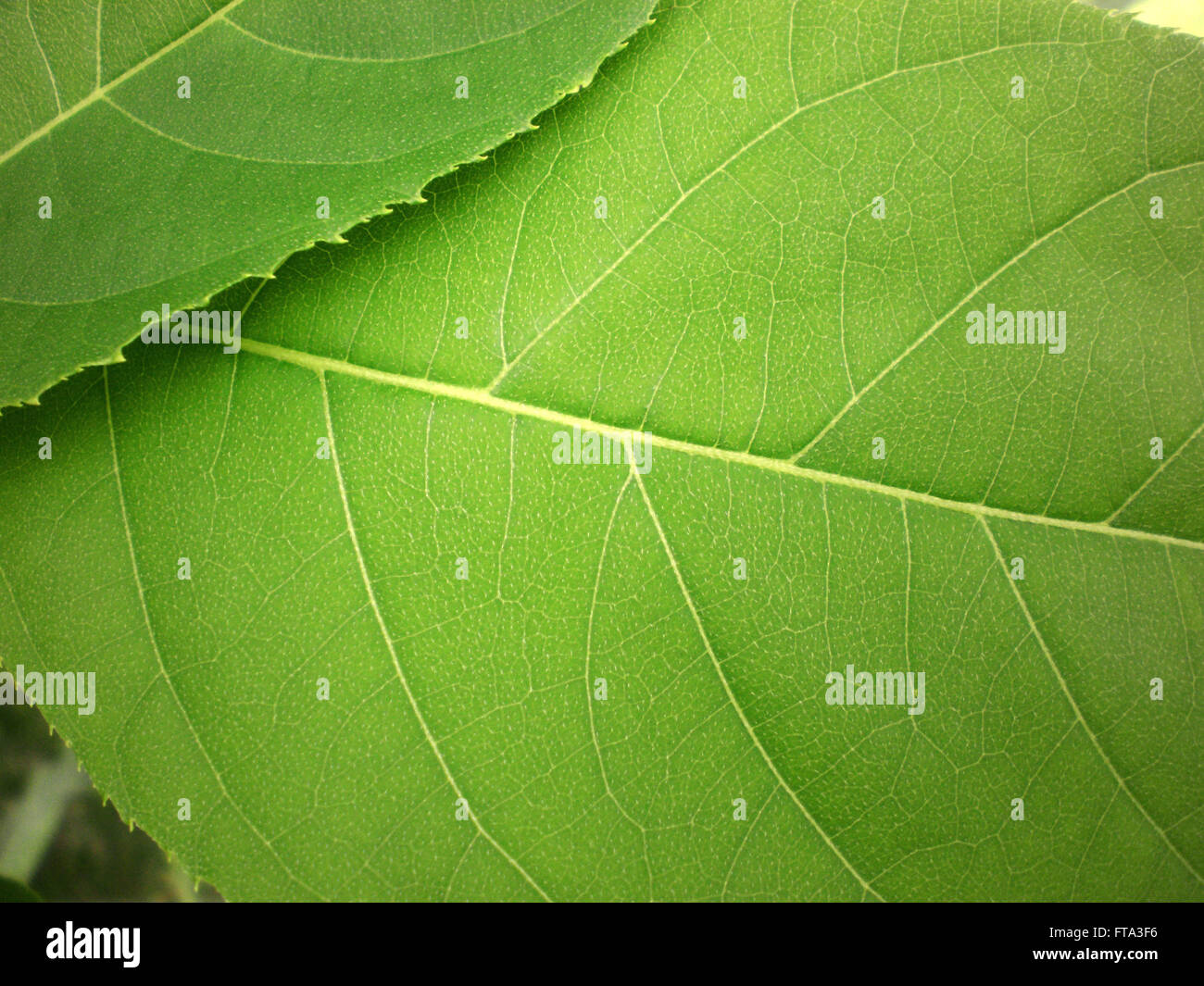 Closeup of a green leaves texture with visible veins Stock Photo - Alamy