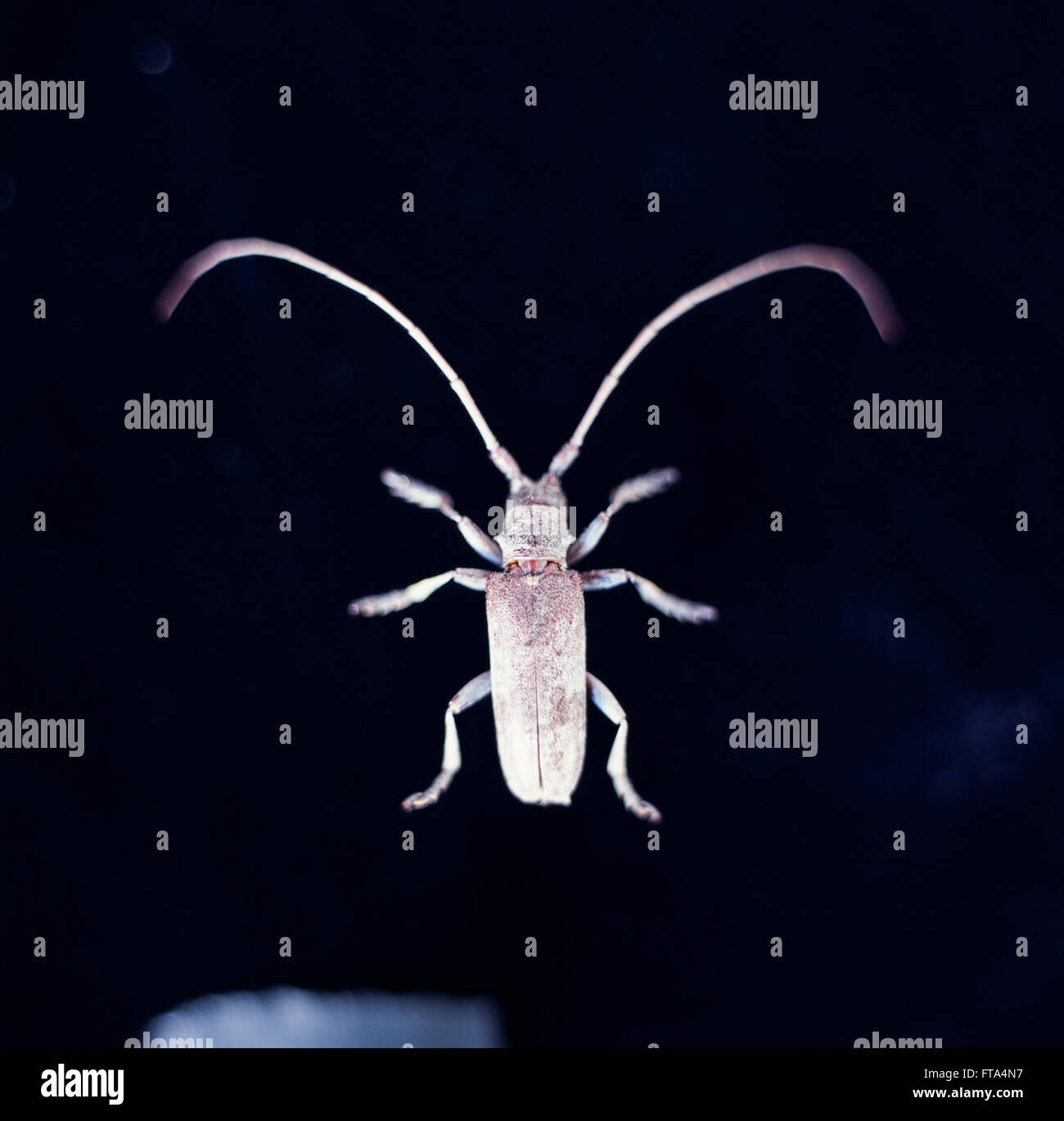 White Beetle with long antennae, antenna, isolated on a solid dark background shot from above Stock Photo