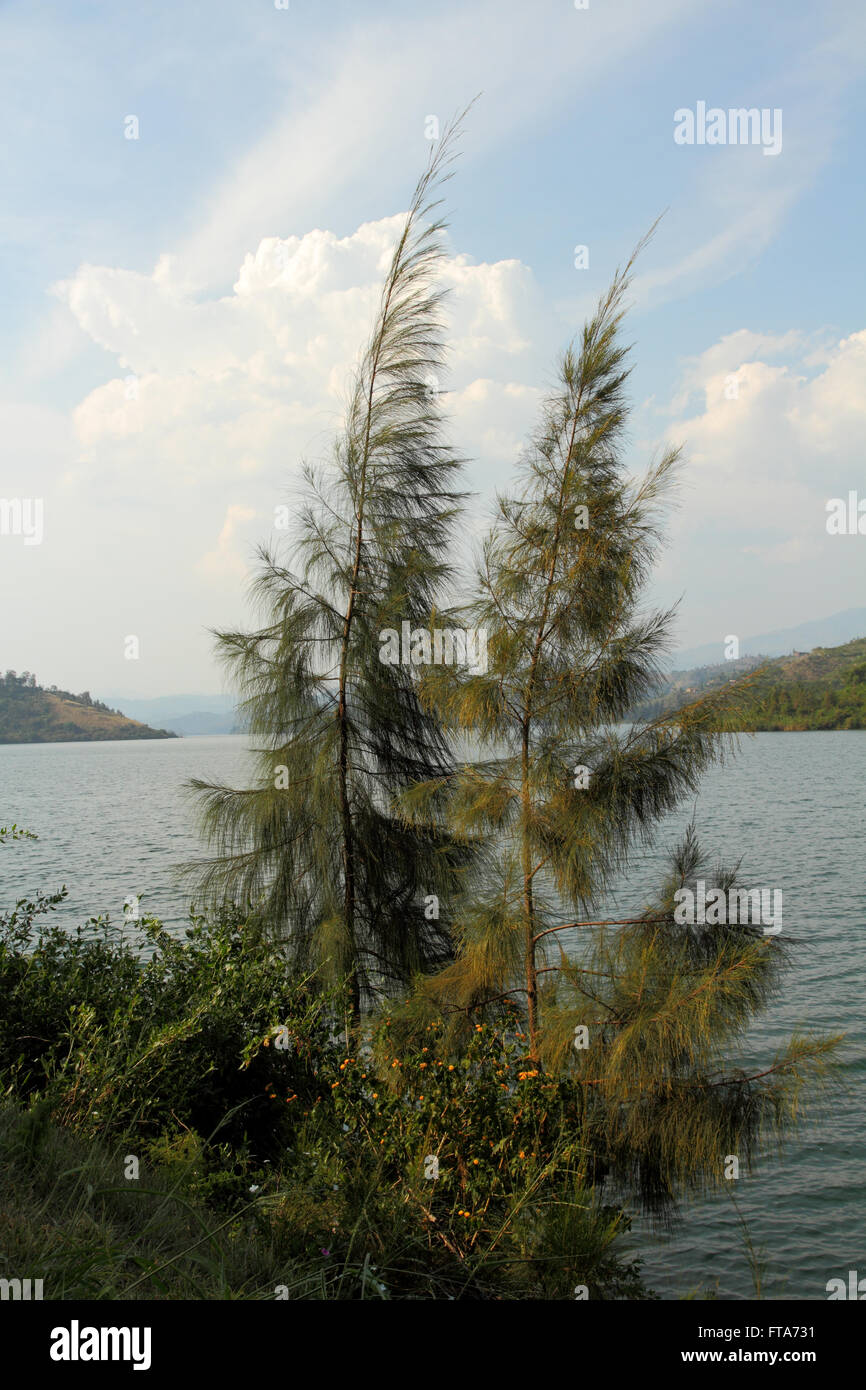 Two fir trees blowing in the wind on the shore of a lake against a blue sky with clouds Stock Photo