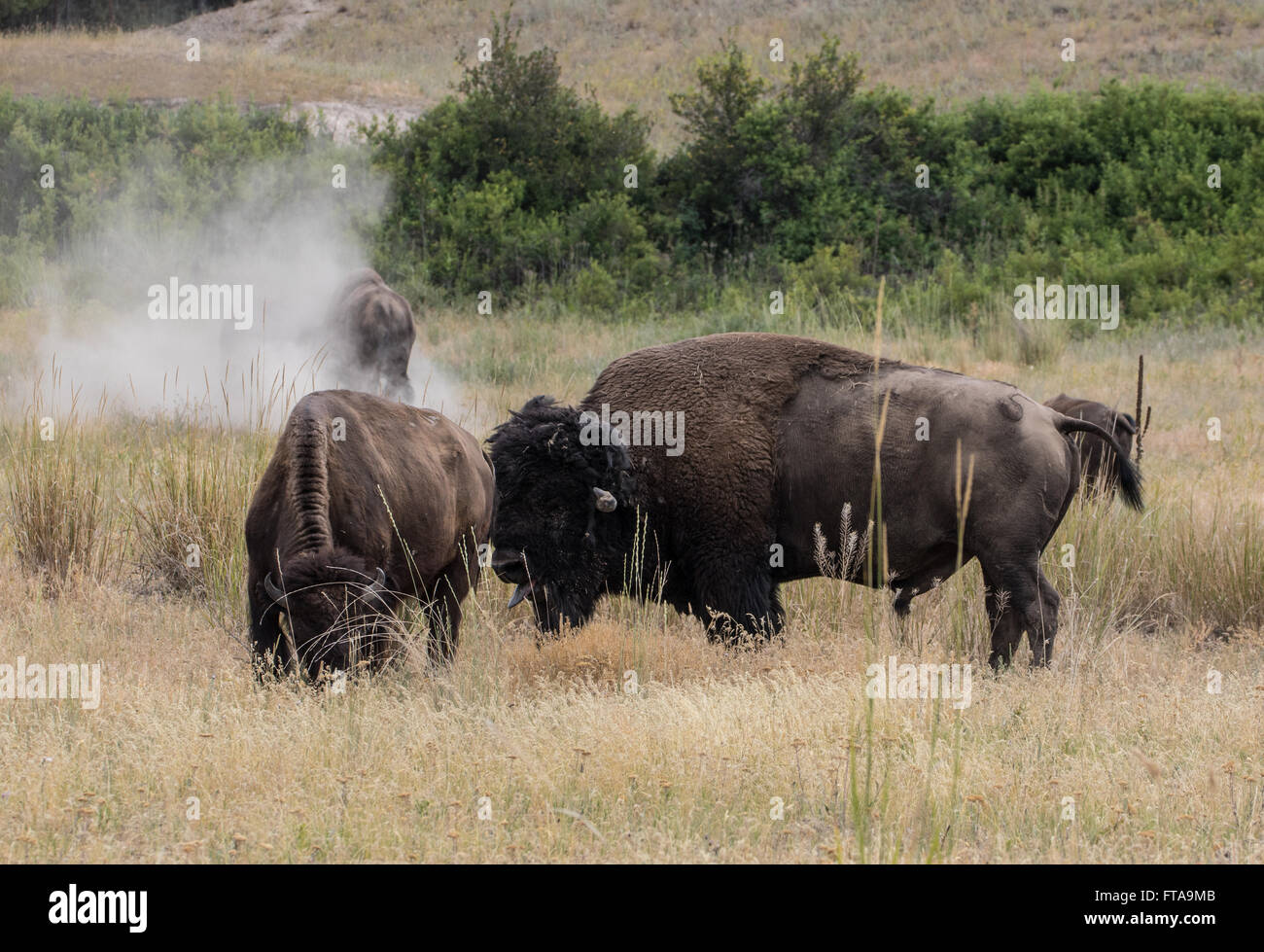Bison at the National Bison Range in Montana Stock Photo Alamy