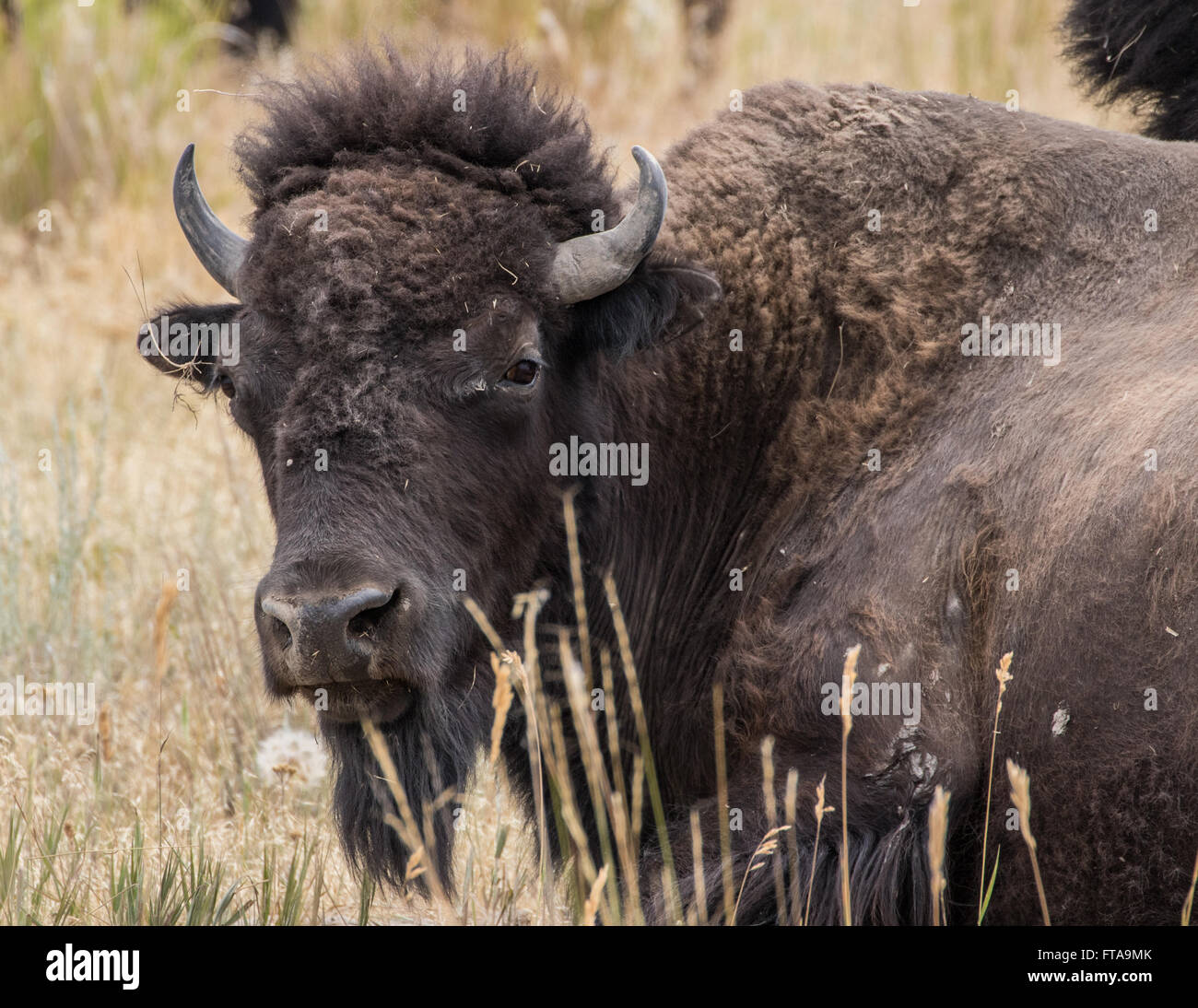 Bison at the National Bison Range in Montana Stock Photo Alamy