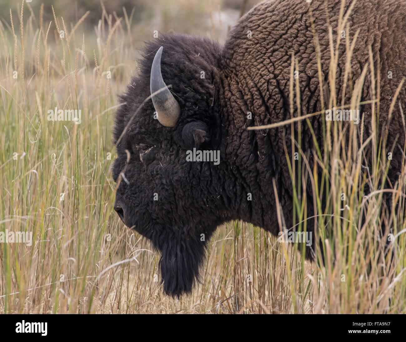 Bison at the National Bison Range in Montana Stock Photo Alamy