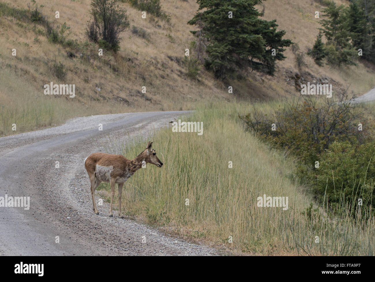 Pronghorn Antelope, National Bison Range, Montana Stock Photo Alamy