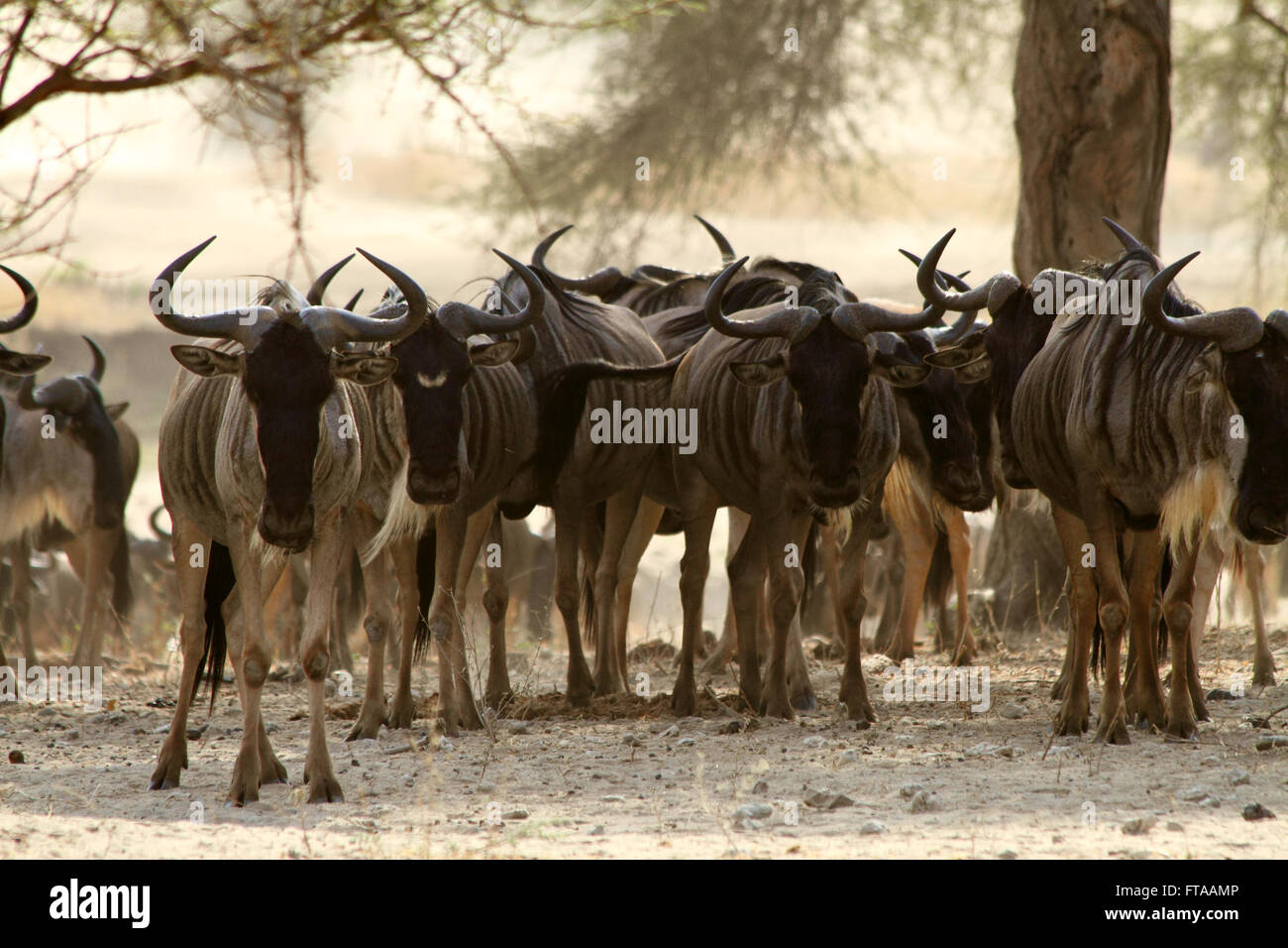 A herd of Wildebeest (Connochaetes taurinus ) stare at the camera Stock Photo
