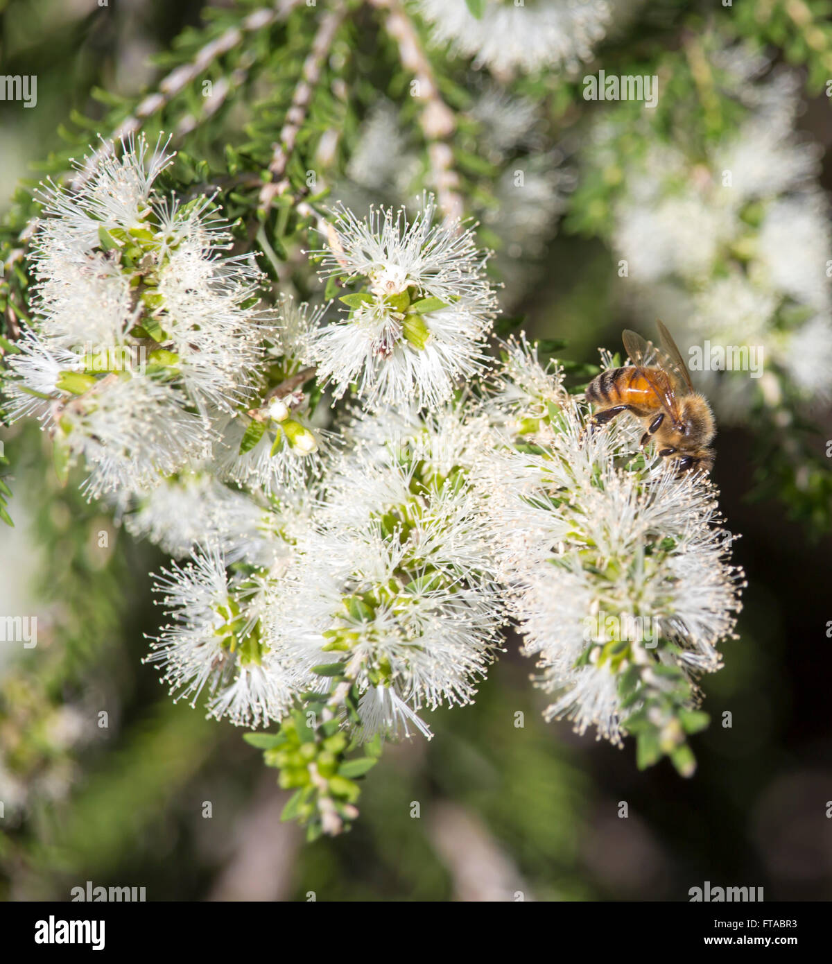 A honey  bee on a white flowering Melaleuca or  paper bark tree in Big Swamp Bunbury Western Australia   in late summer  . Stock Photo