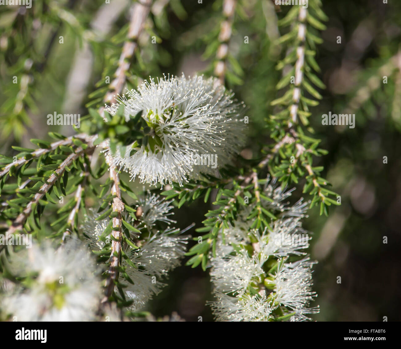 A honey bee on a white flowering Melaleuca or paper bark tree in Big ...