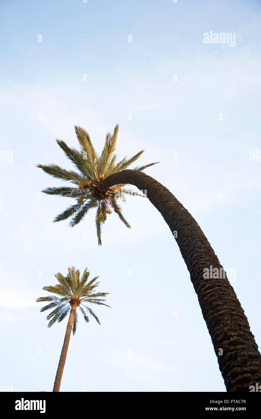 A bending palm tree Stock Photo Alamy