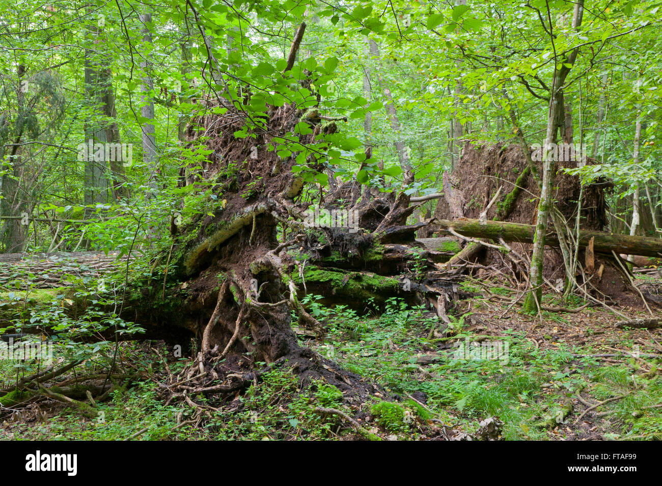 Monumental broken trees lying under canopy of deciduous stand of ...
