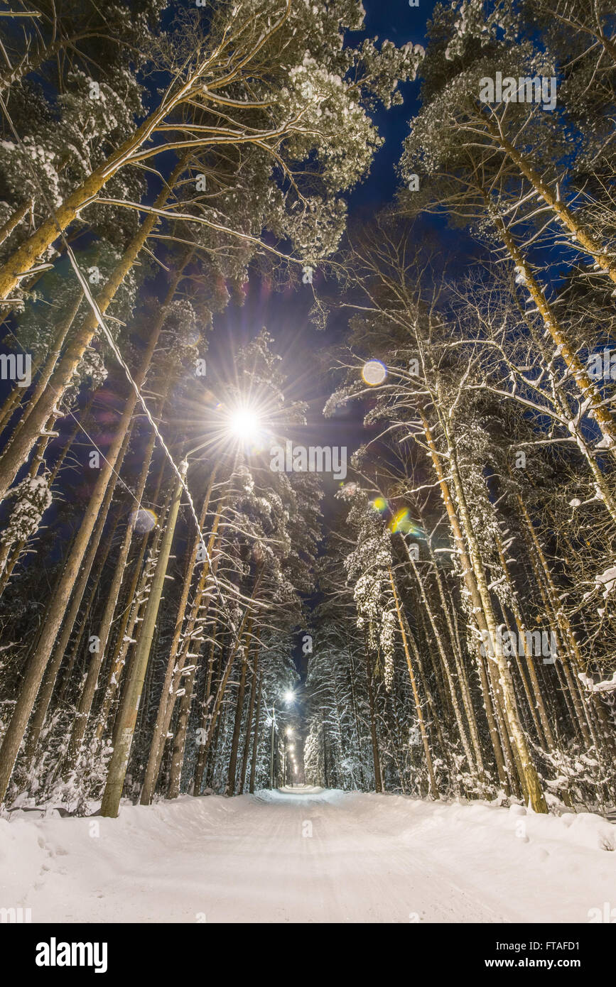 Winter forest, road and trees covered with snow. Night scene, street ...