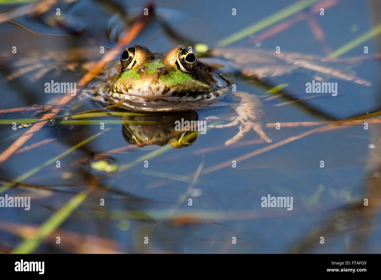 Frog marsh (Rana ridibunda) in water head above surface showing eyes and head with limbs seen under water near reeds. Stock Photo