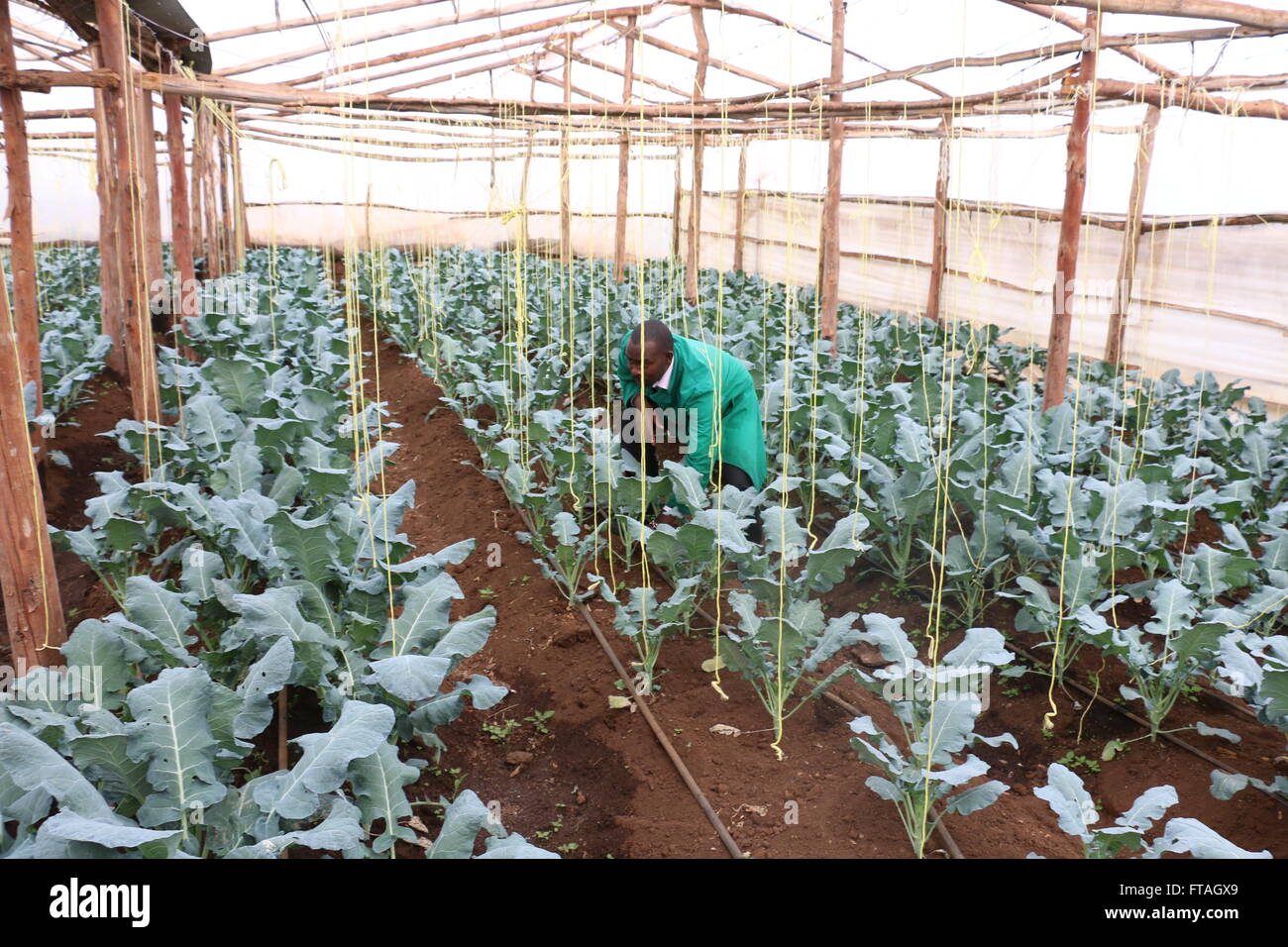 A worker tends vegetables in a greenhouse run by the USAID Yes Youth Can program October 13, 2015 in Nakuru County, Kenya. Stock Photo