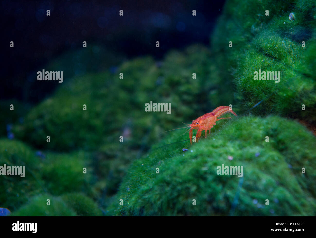 red cherry freshwater shrimp Stock Photo