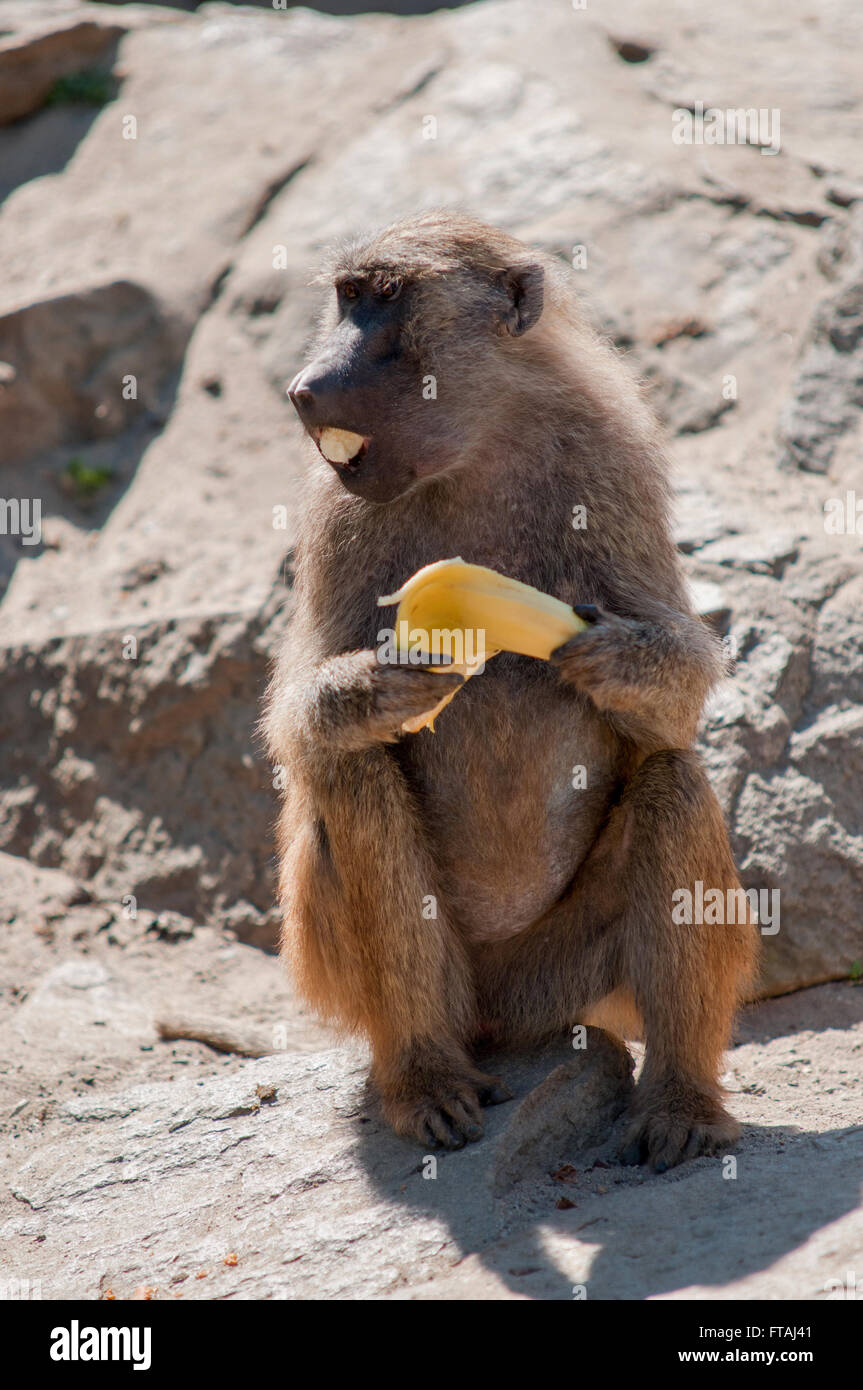 Monkey eating banana Stock Photo - Alamy