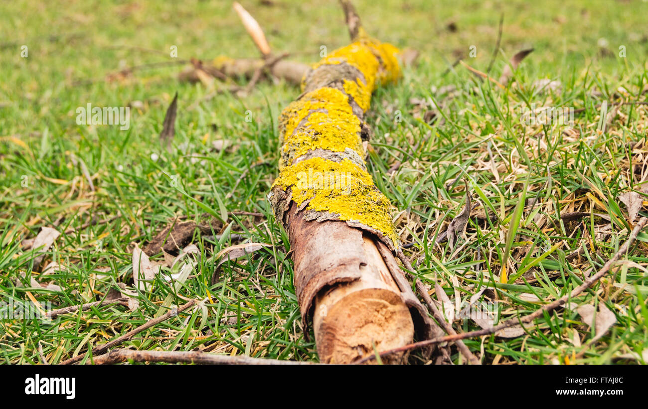 Orange lichen growing on a fallen tree branch in a grass illustrating the circle of life. Stock Photo